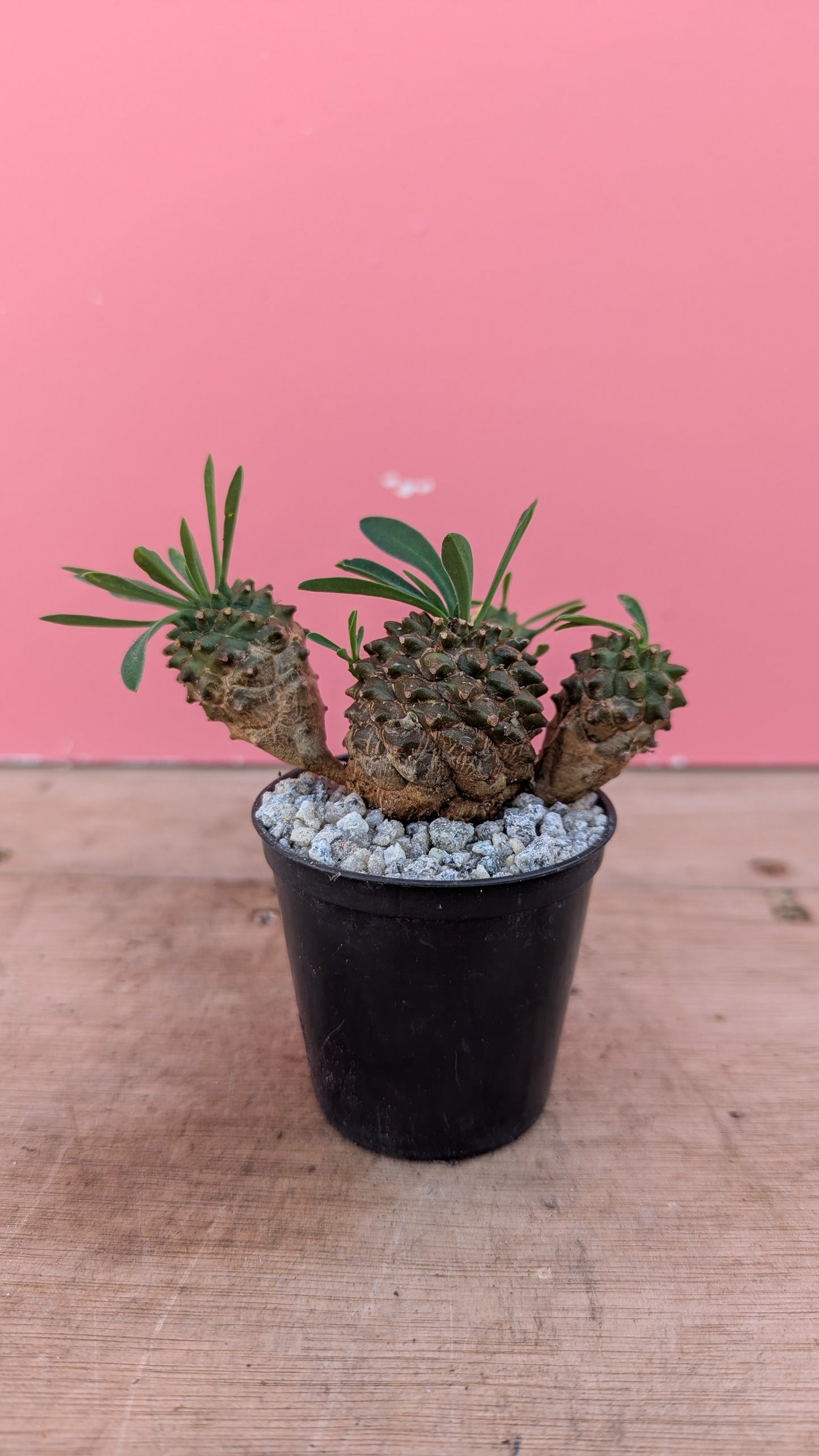 Euphorbia buplerifolia pup