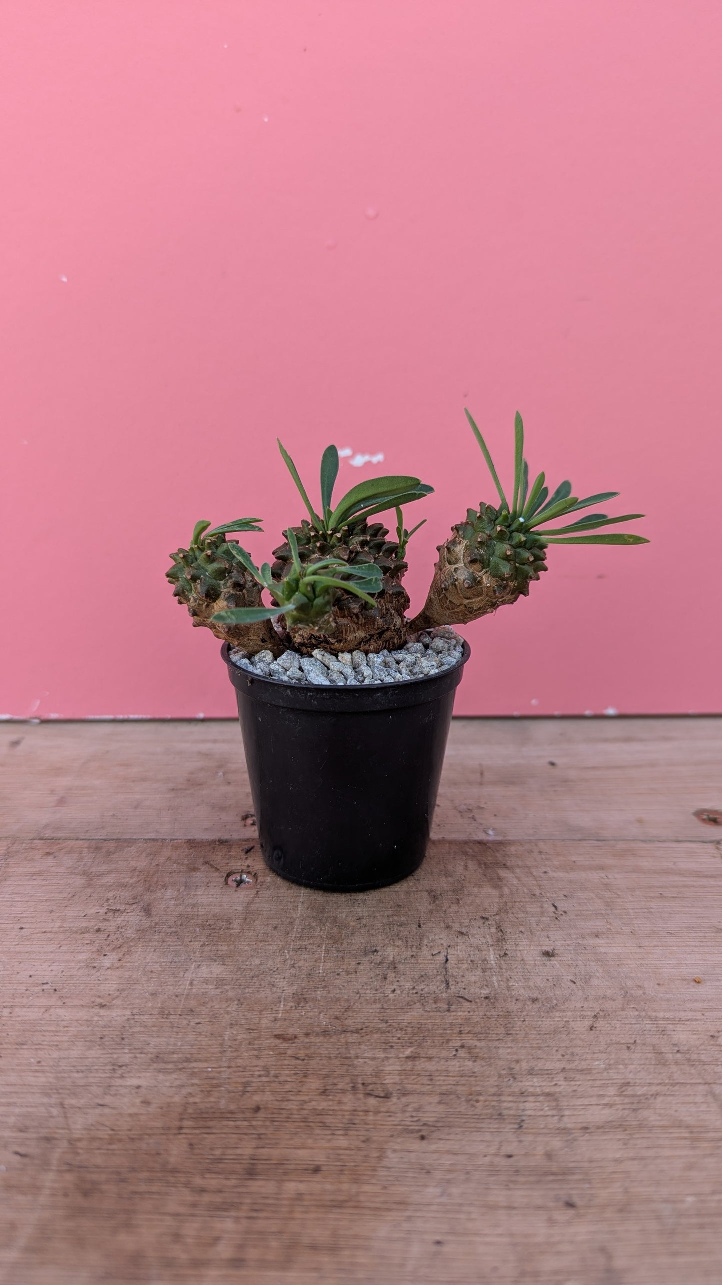 Euphorbia buplerifolia pup