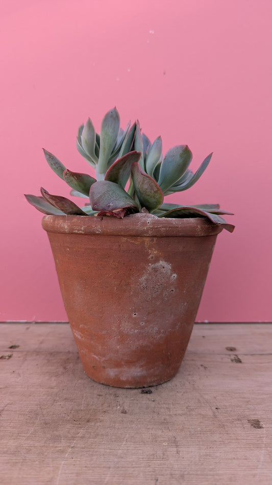 Echeveria shaviana in vintage terracotta