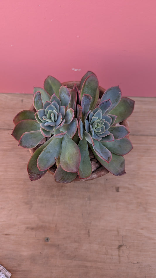 Echeveria shaviana in vintage terracotta