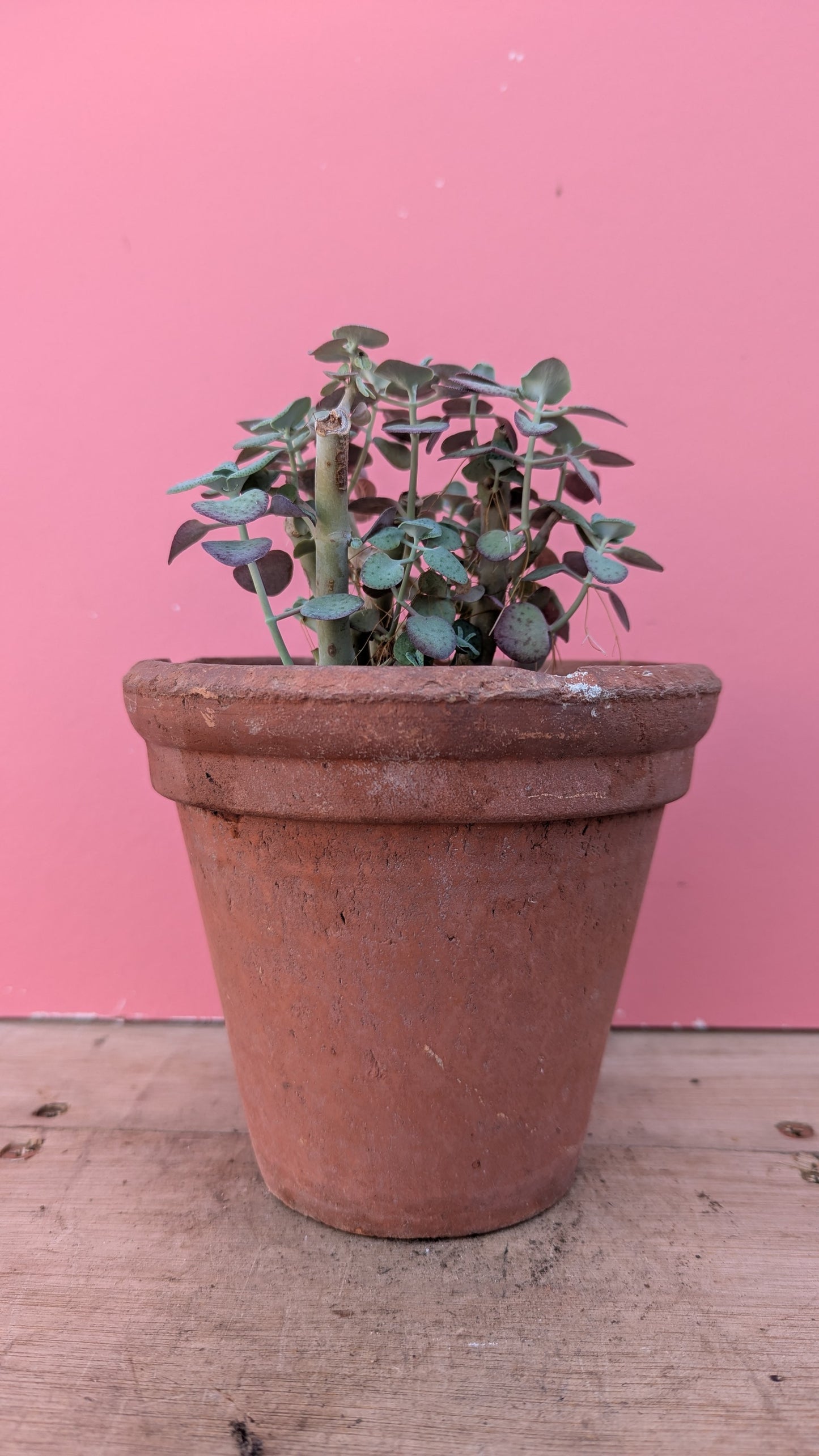 Crassula perforata in vintage terracotta