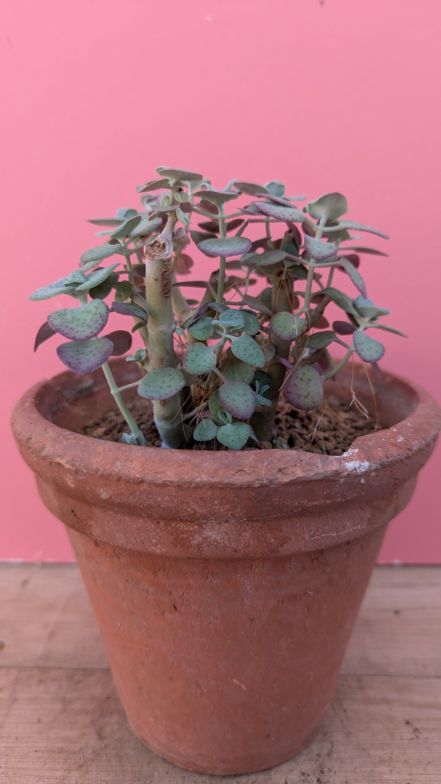 Crassula perforata in vintage terracotta