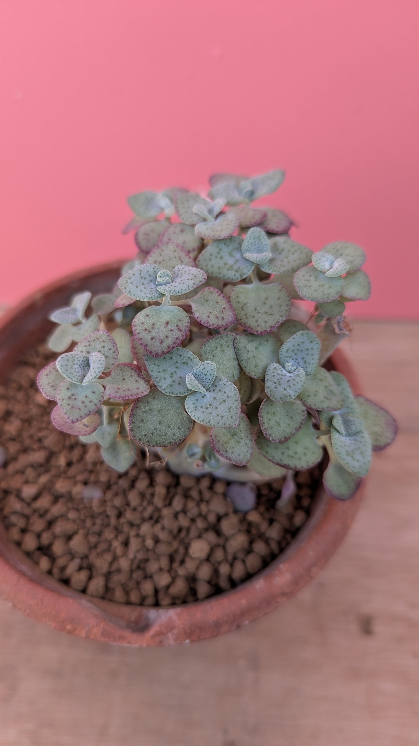 Crassula perforata in vintage terracotta