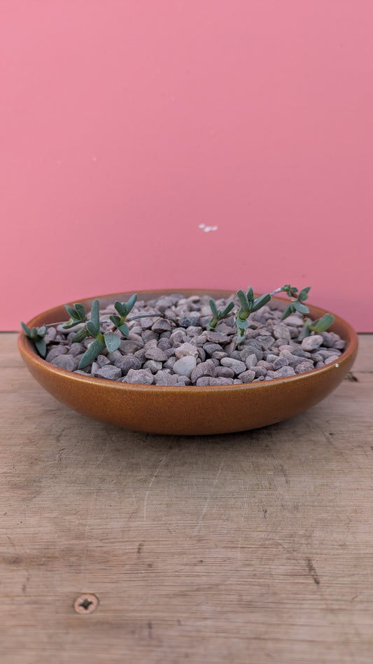 Delosperma in vintage ceramic