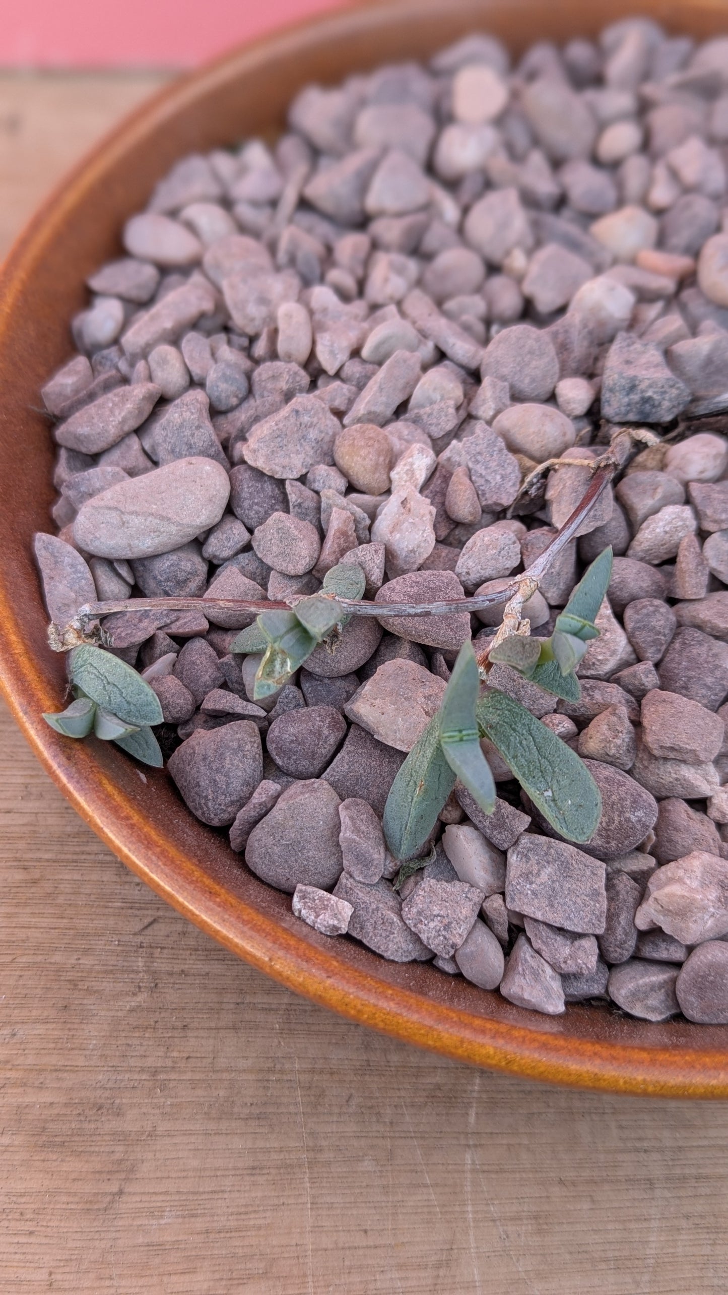 Delosperma in vintage ceramic