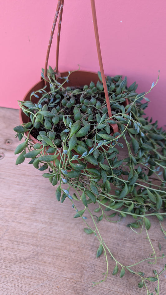 Senecio herreianus 'string of tears'