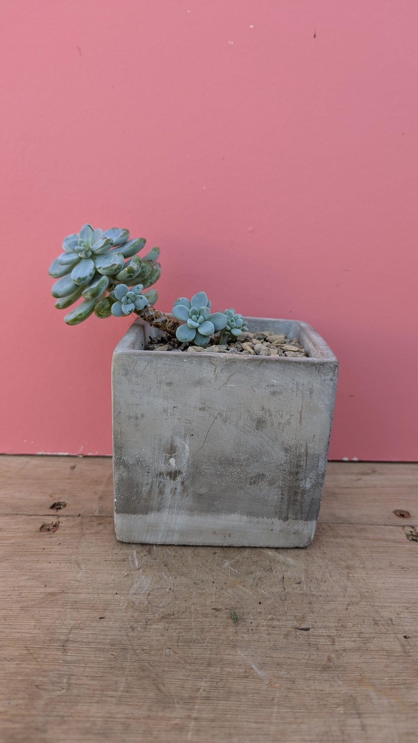 Sedum in concrete planter