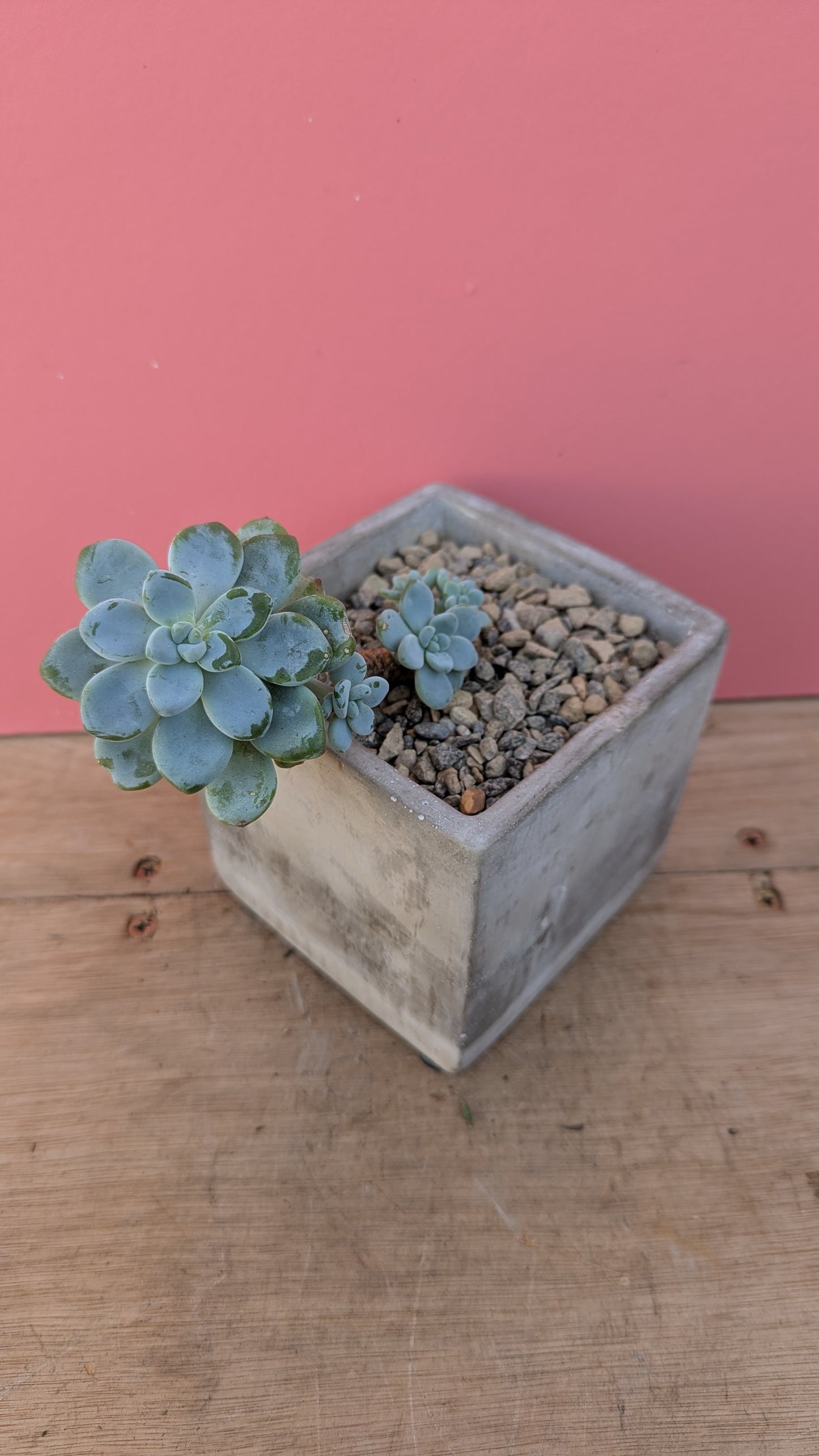 Sedum in concrete planter