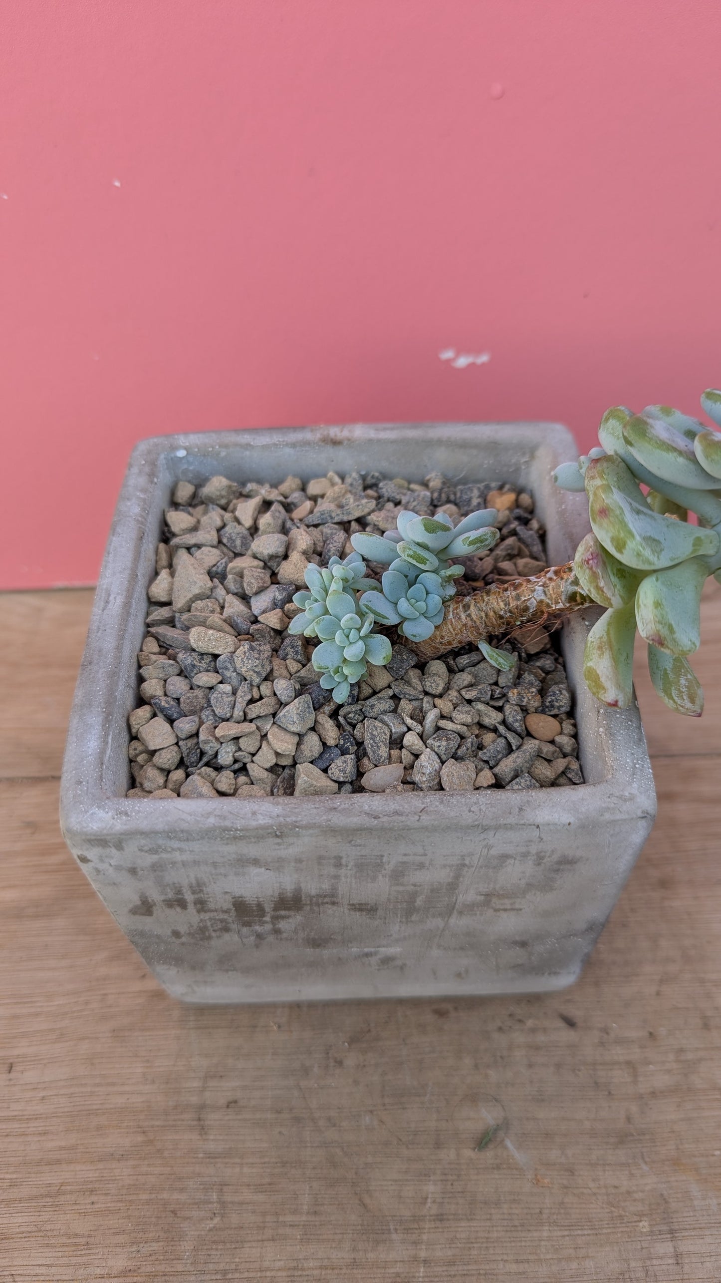 Sedum in concrete planter