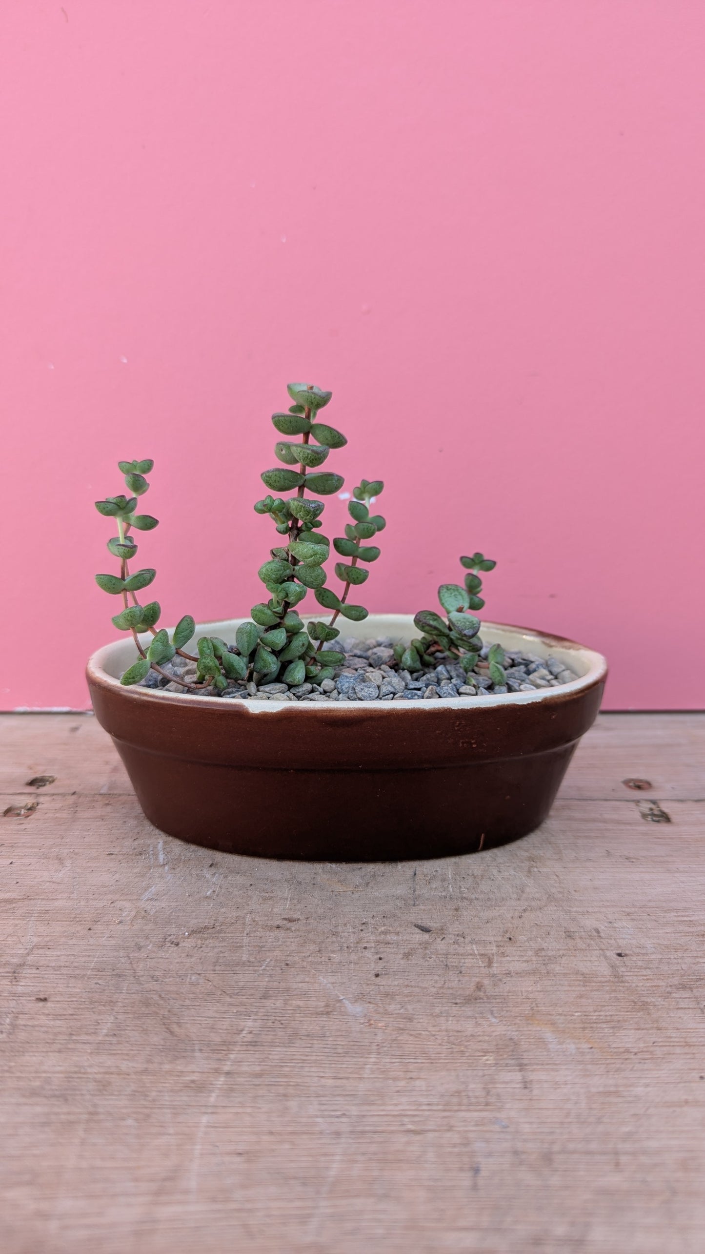 Crassula in vintage dish