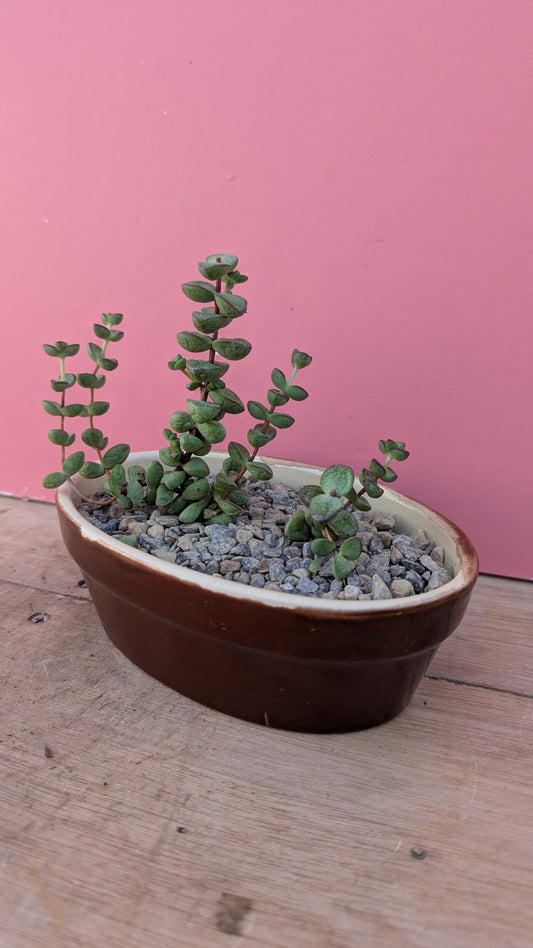 Crassula in vintage dish