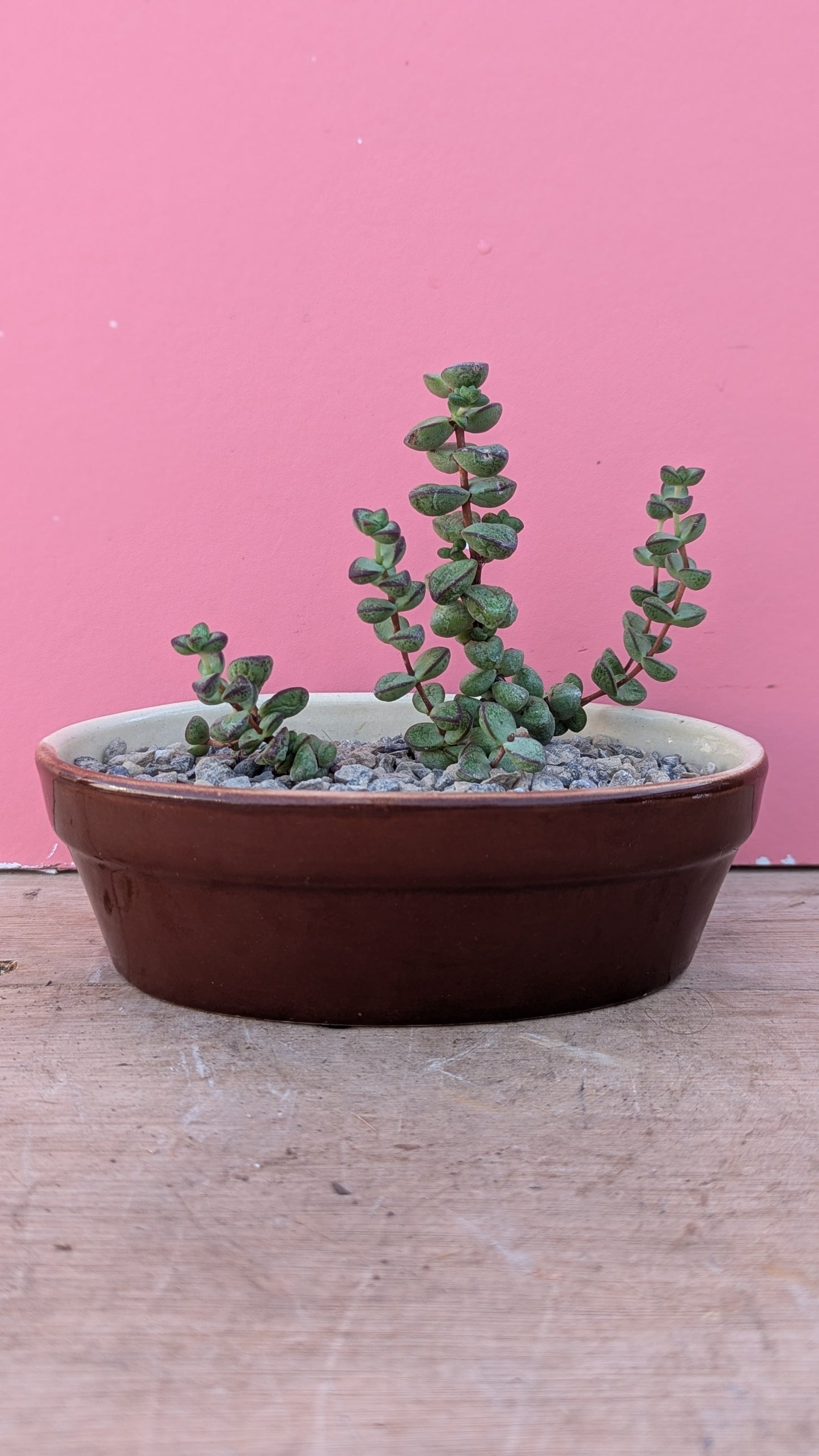 Crassula in vintage dish