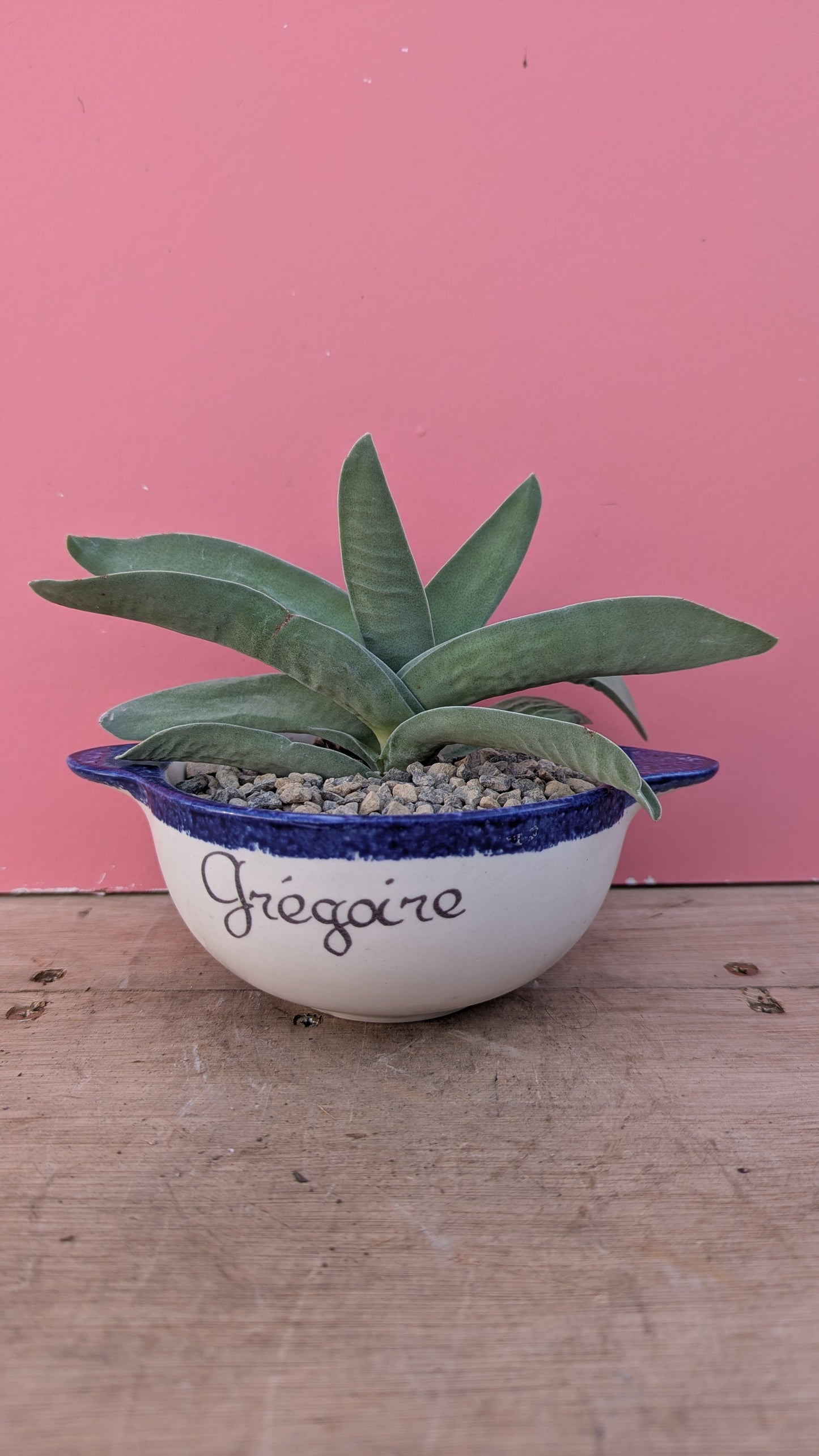 Crassula in vintage dish