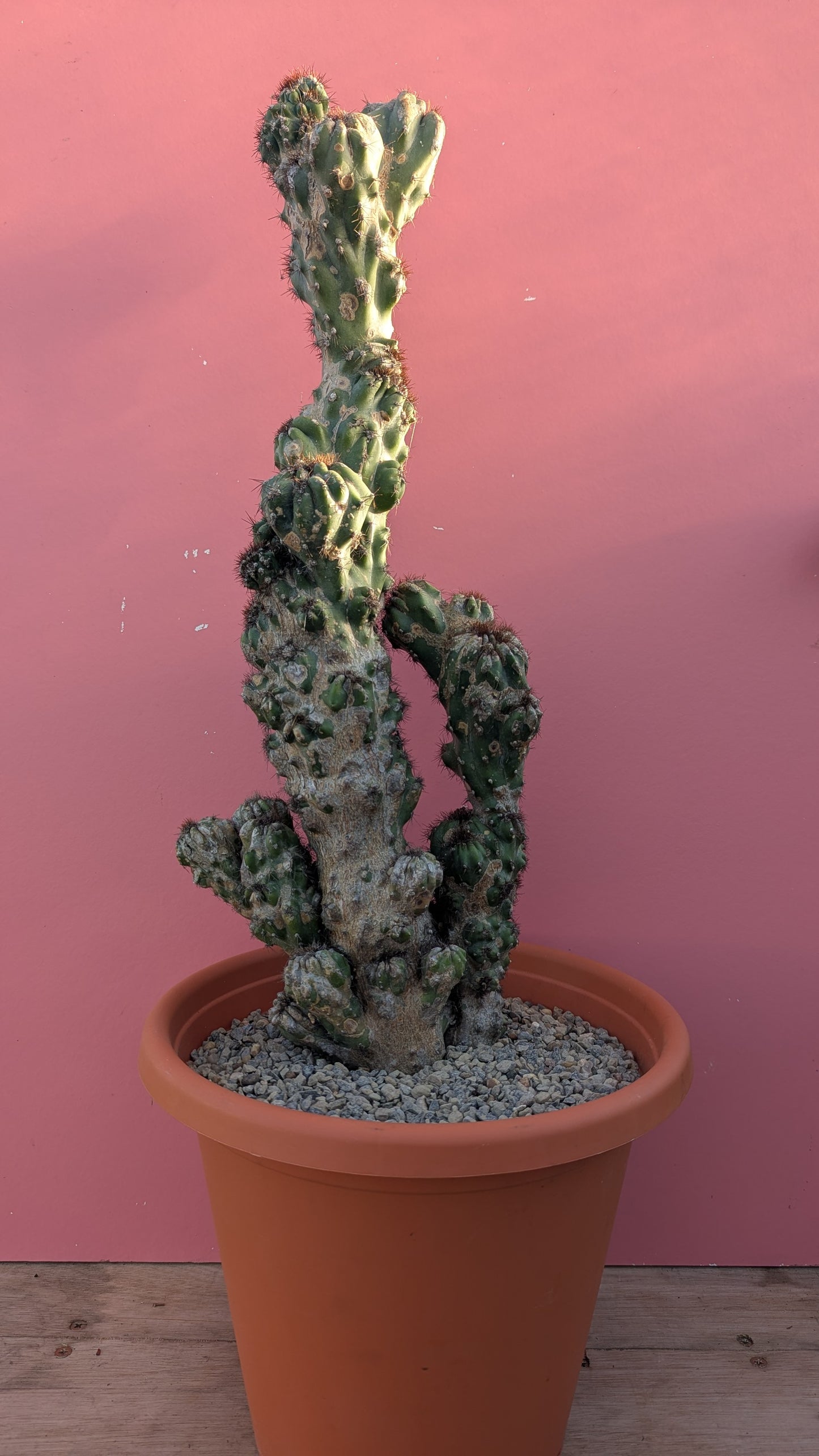 Cereus cristate XL