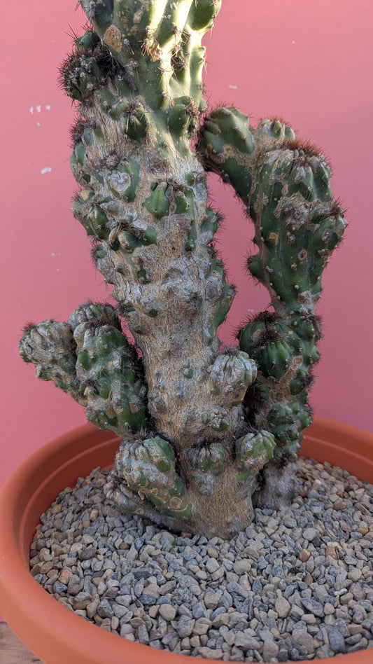 Cereus cristate XL