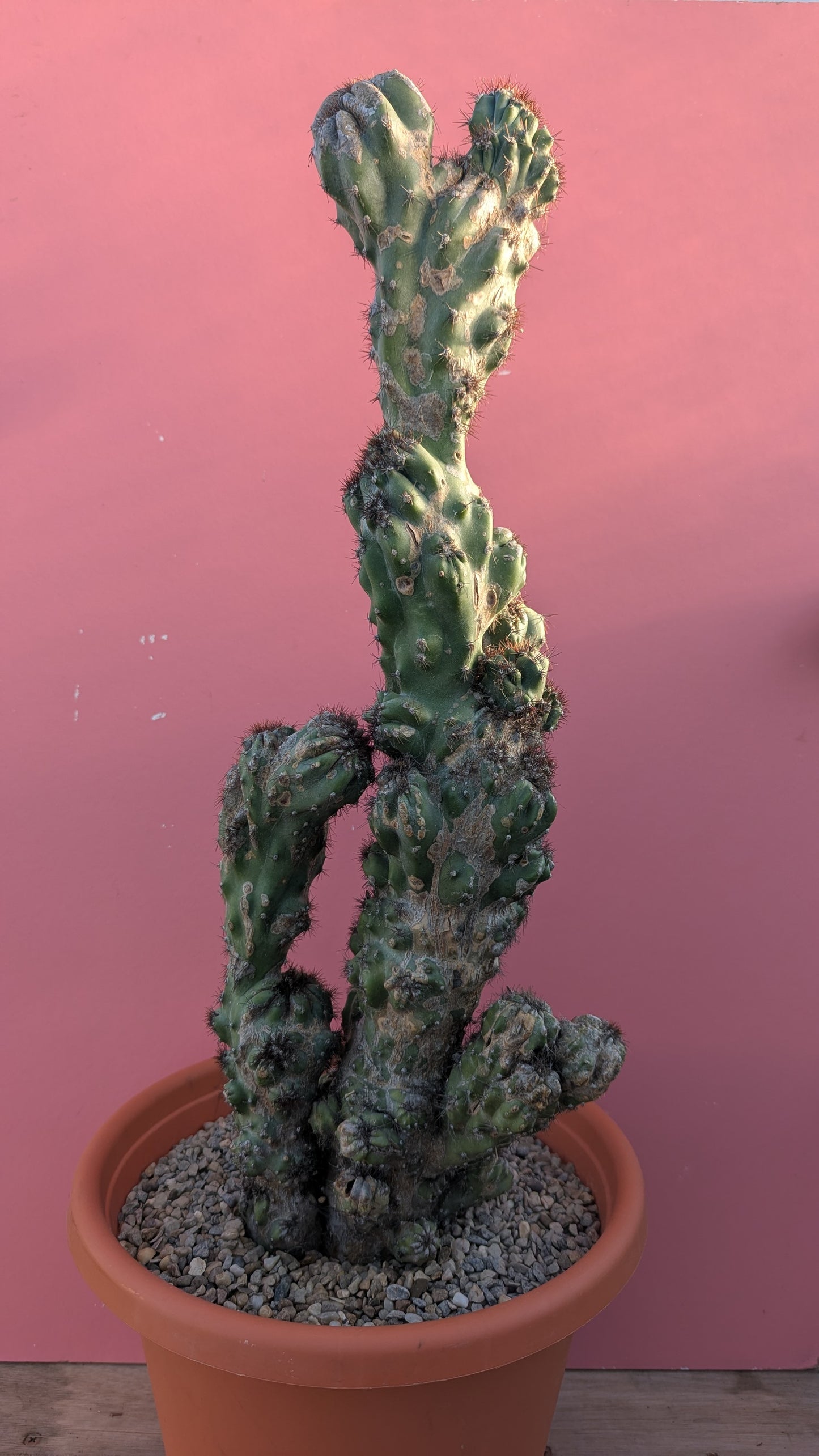 Cereus cristate XL