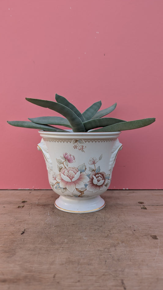 Crassula in vintage ceramic