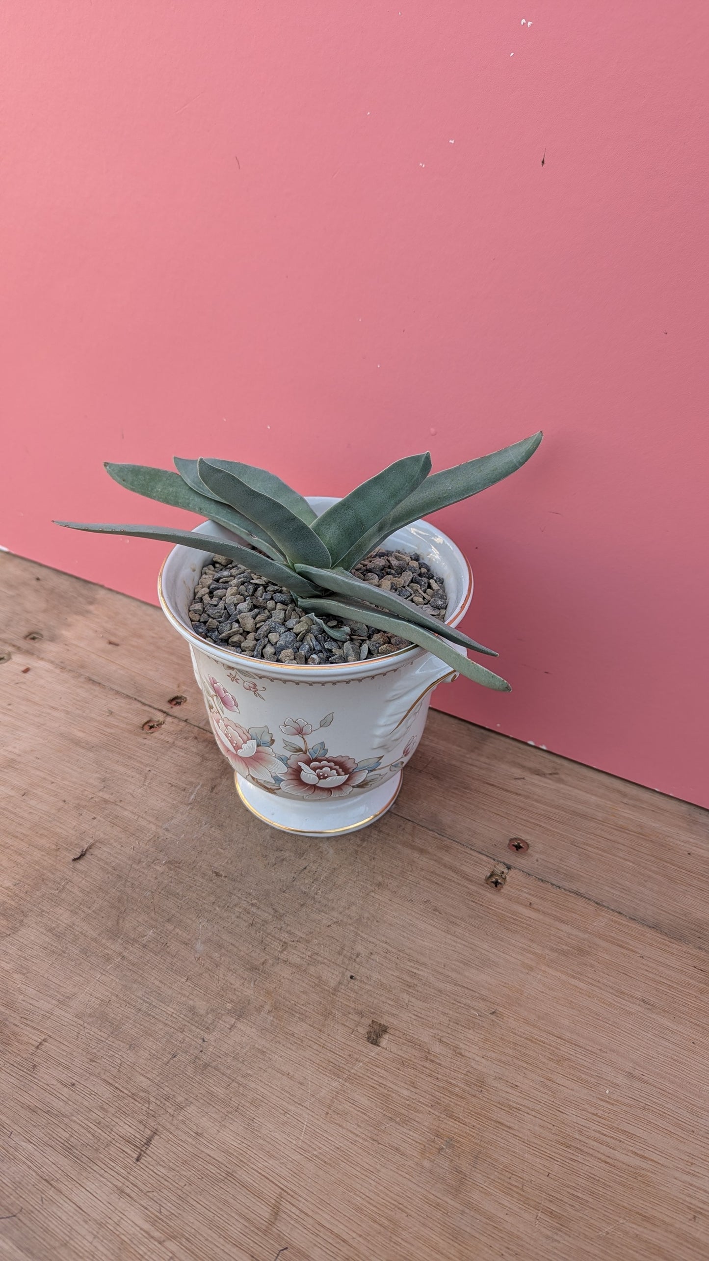 Crassula in vintage ceramic