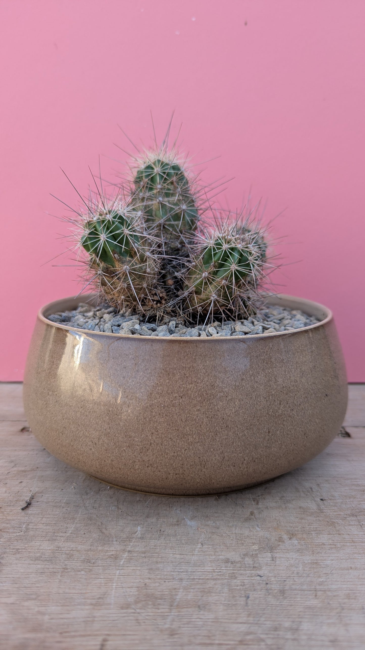 Echinocereus in vintage Denby