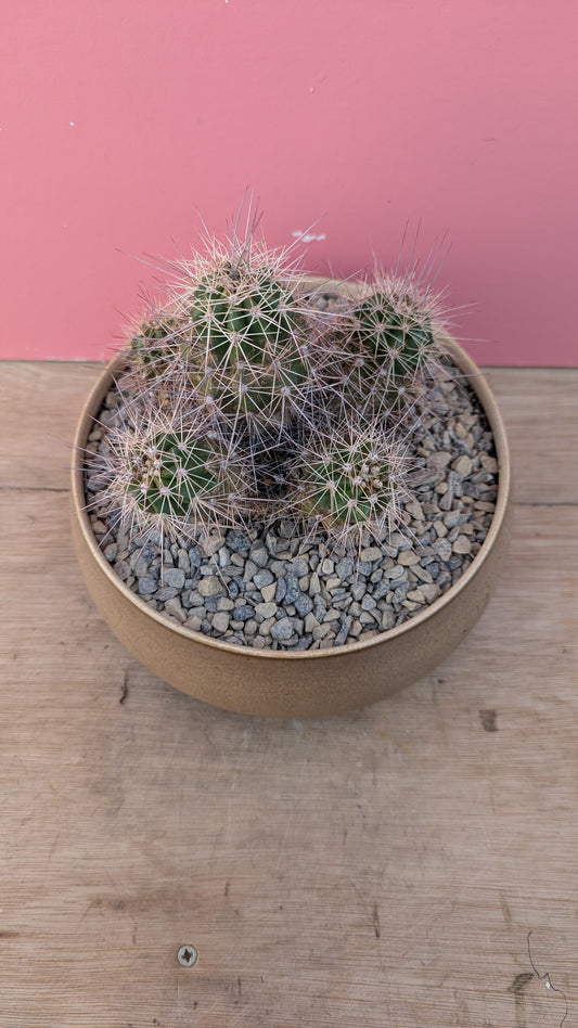 Echinocereus in vintage Denby