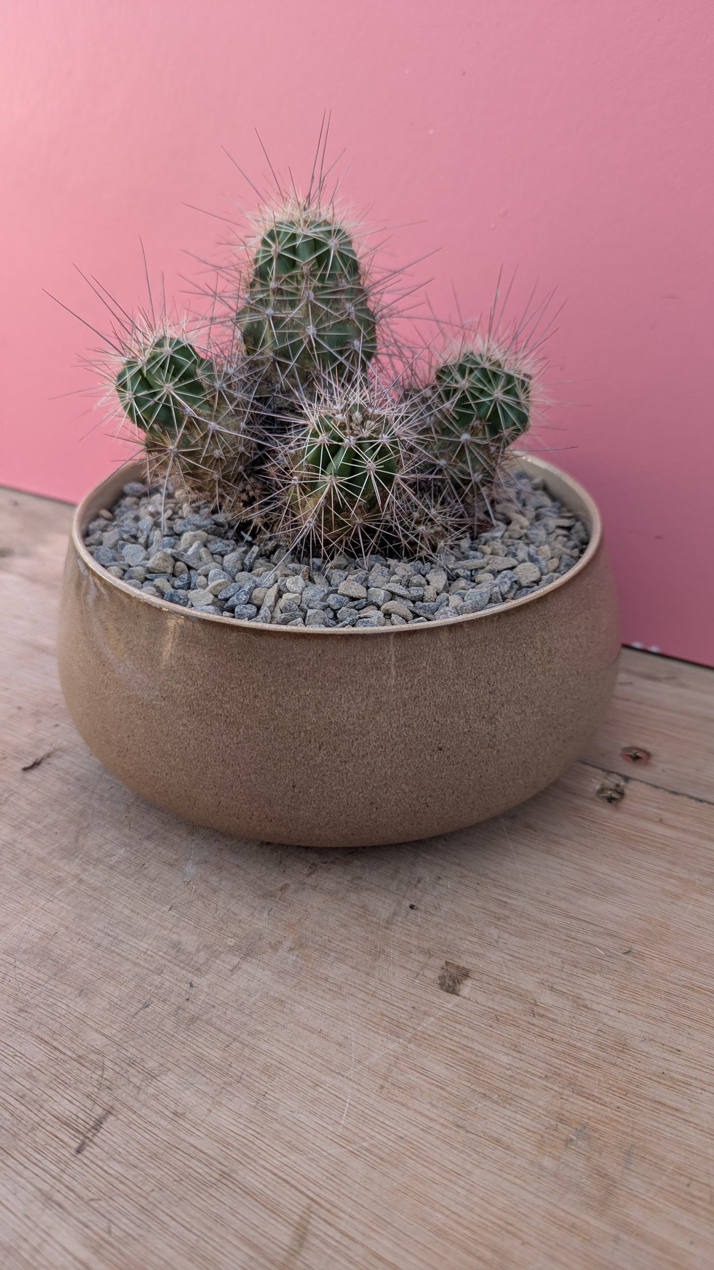 Echinocereus in vintage Denby