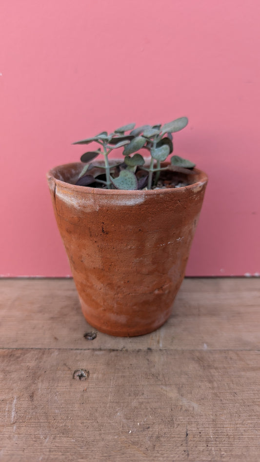 Crassula perforata in vintage terracotta