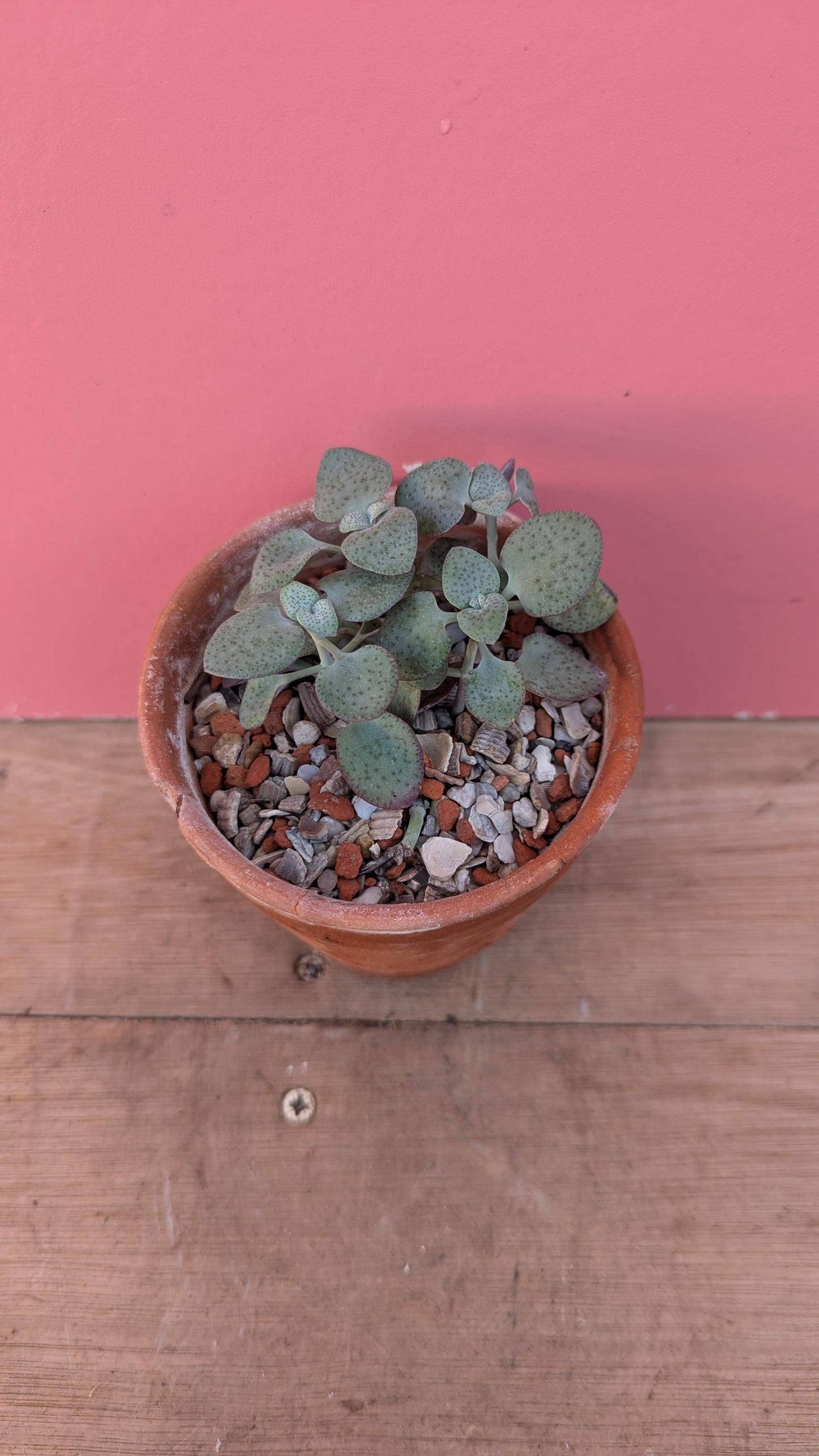 Crassula perforata in vintage terracotta