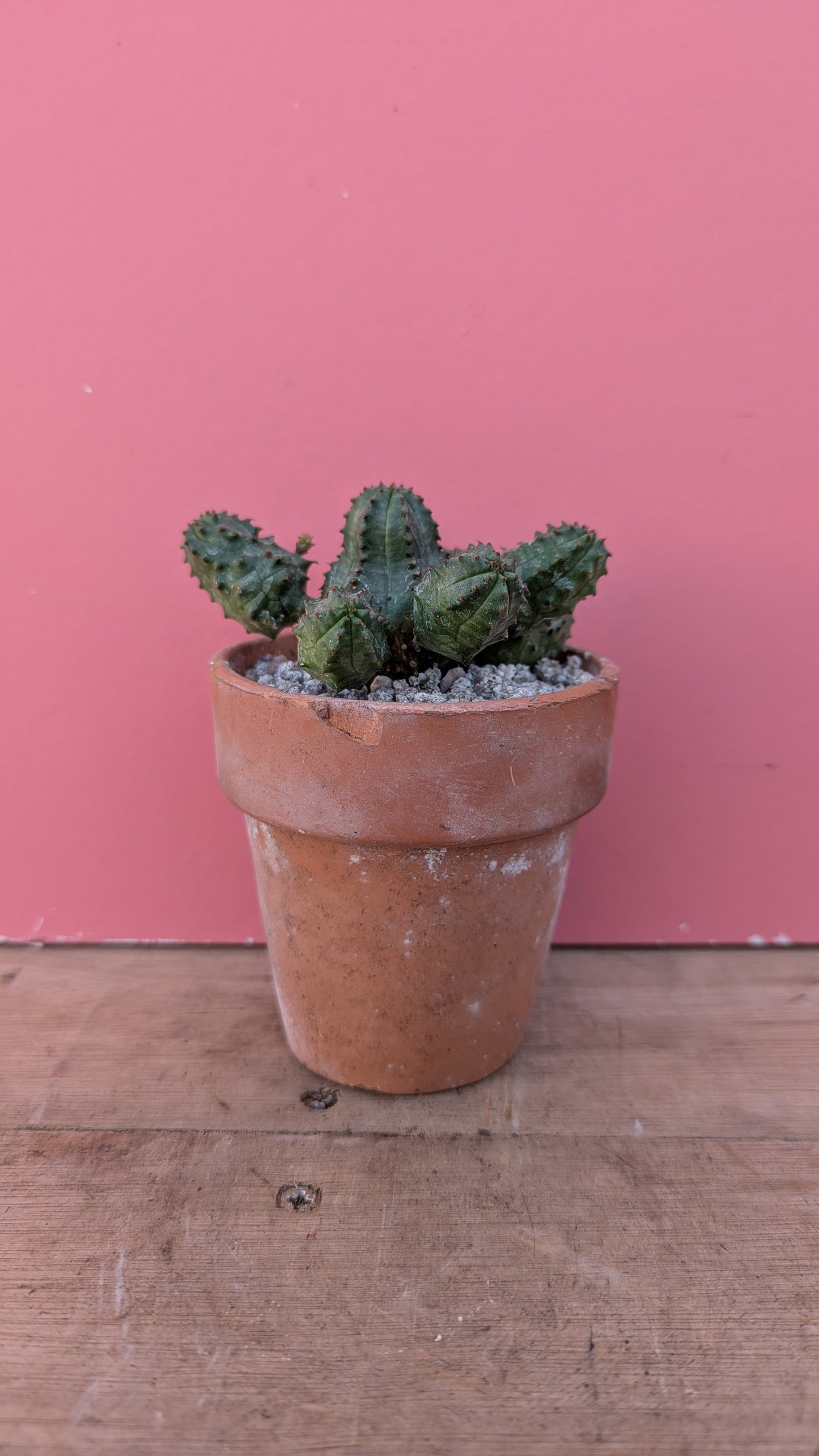 Euphorbia globosa in vintage terracotta