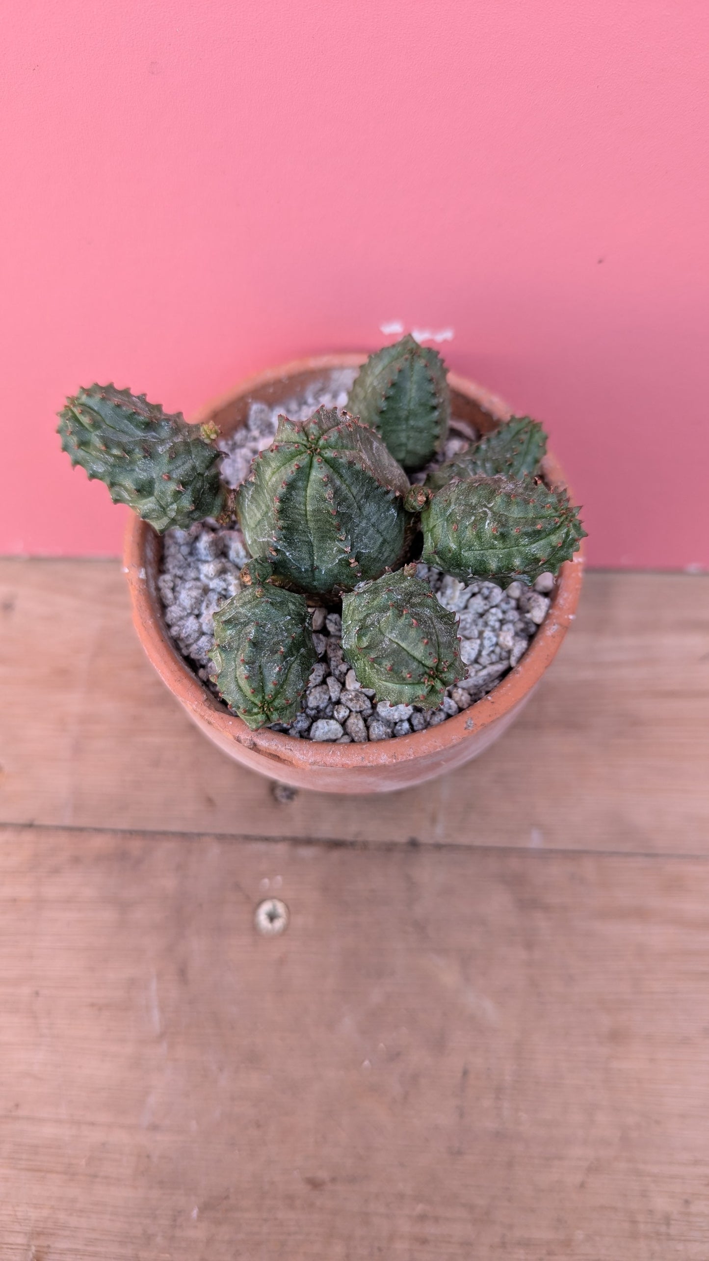 Euphorbia globosa in vintage terracotta