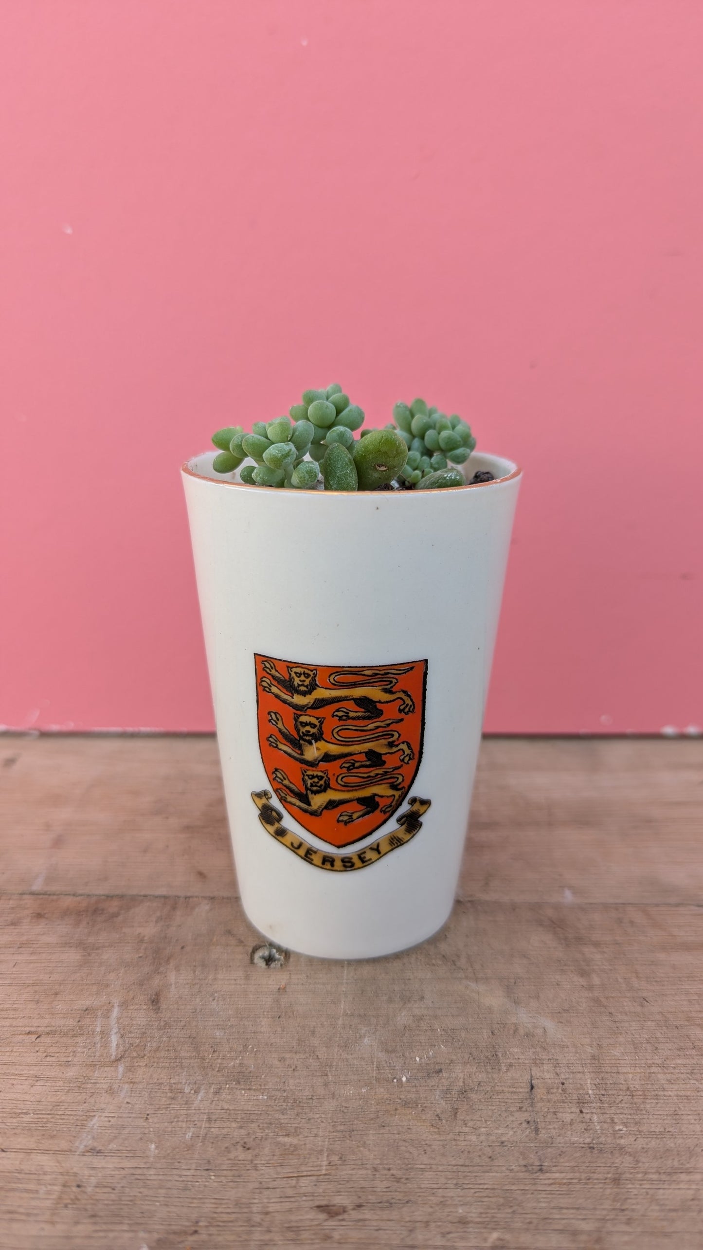 Sedum burrito in vintage Jersey pot