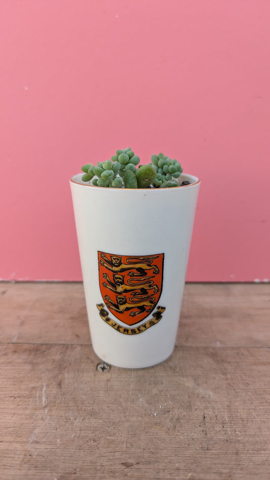 Sedum burrito in vintage Jersey pot