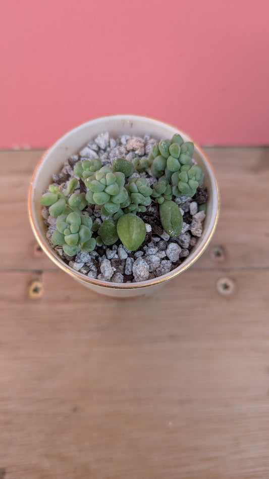 Sedum burrito in vintage Jersey pot