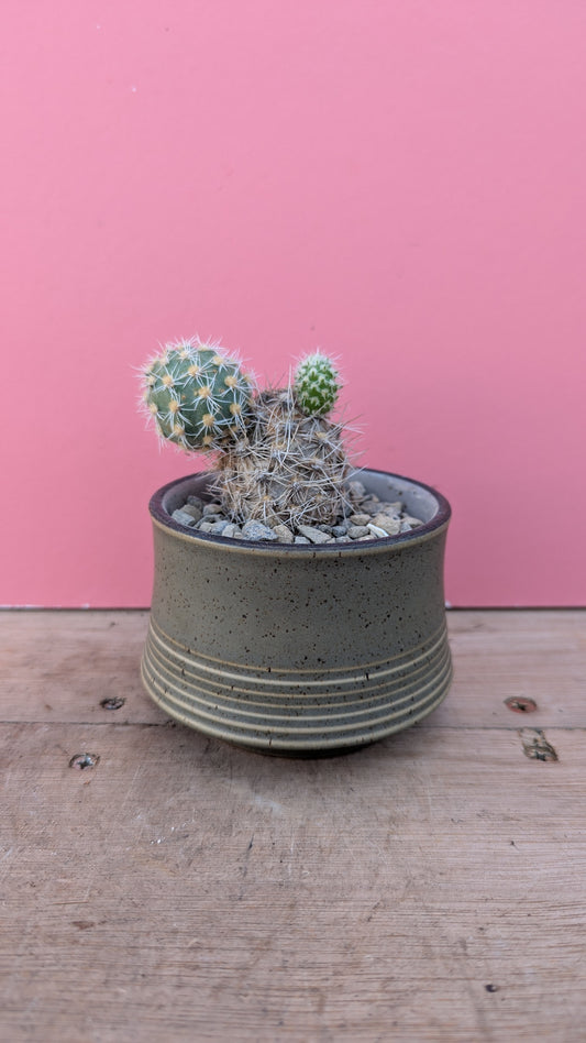 Tephrocactus kuenrichtii in vintage pot