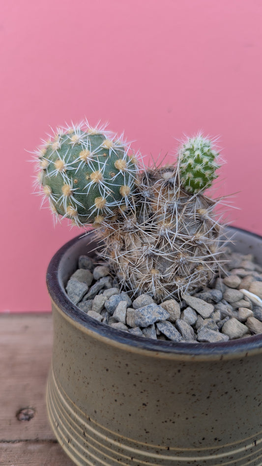 Tephrocactus kuenrichtii in vintage pot