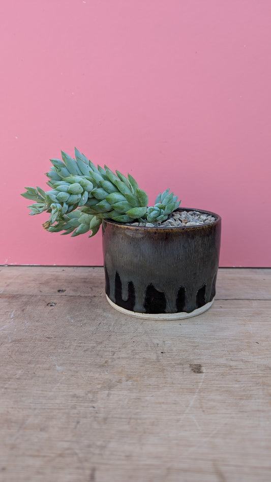 Sedum morganianum in Mama T pot