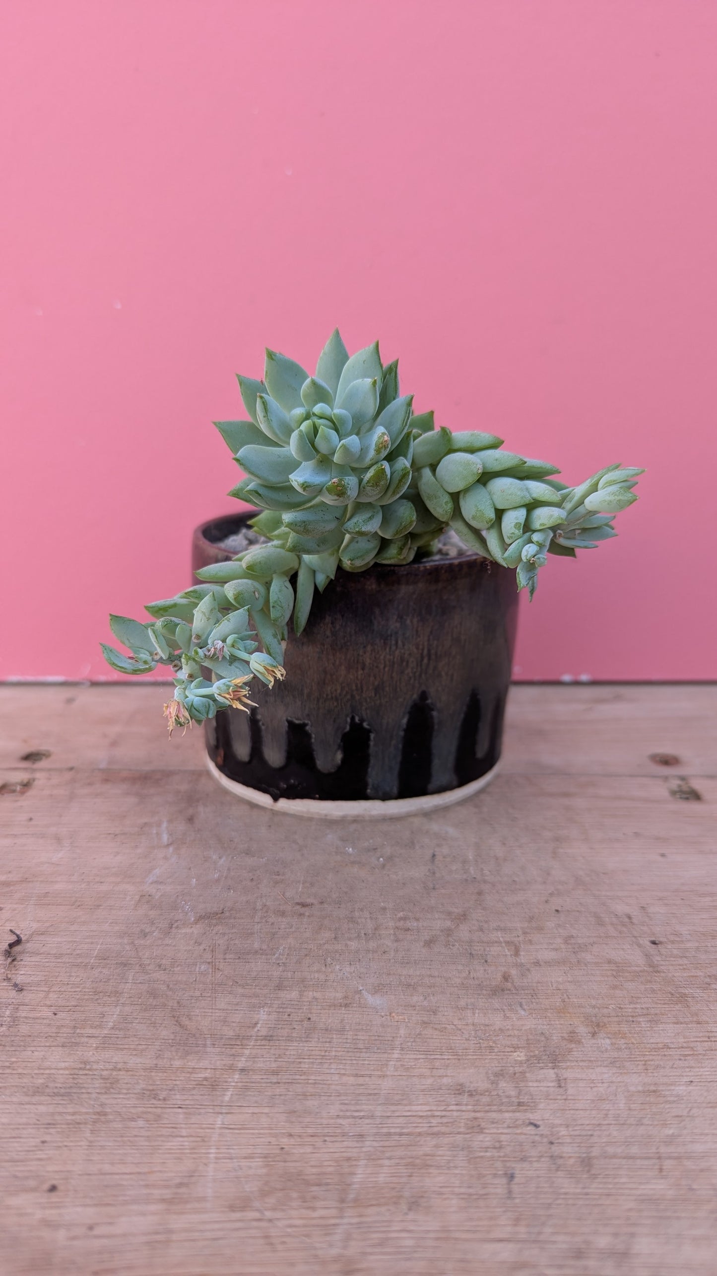 Sedum morganianum in Mama T pot