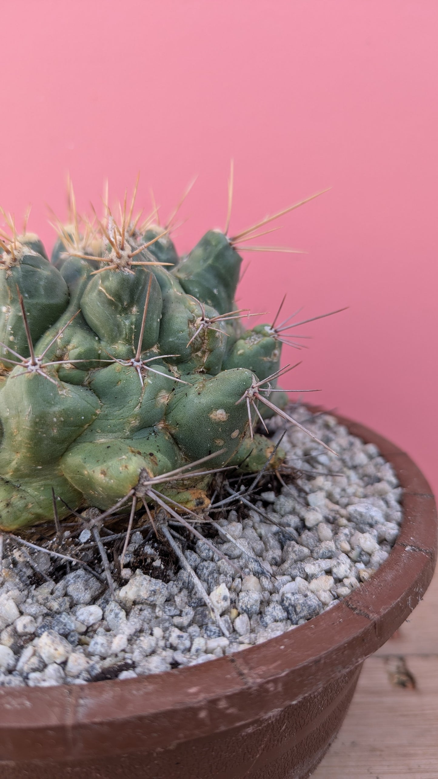 Thelocactus santaclarensis