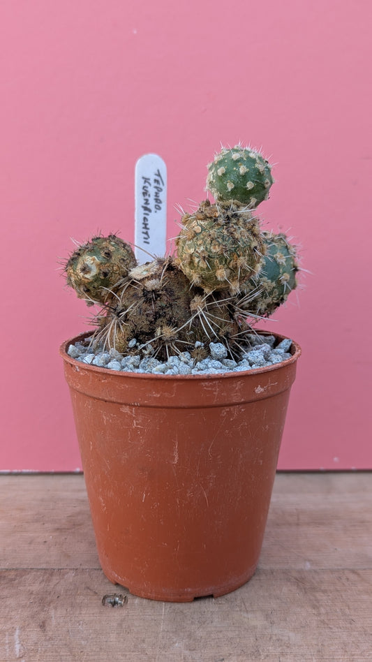 Tephrocactus kuenrichtii