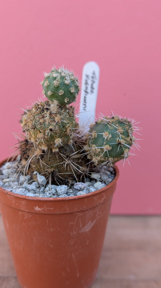 Tephrocactus kuenrichtii