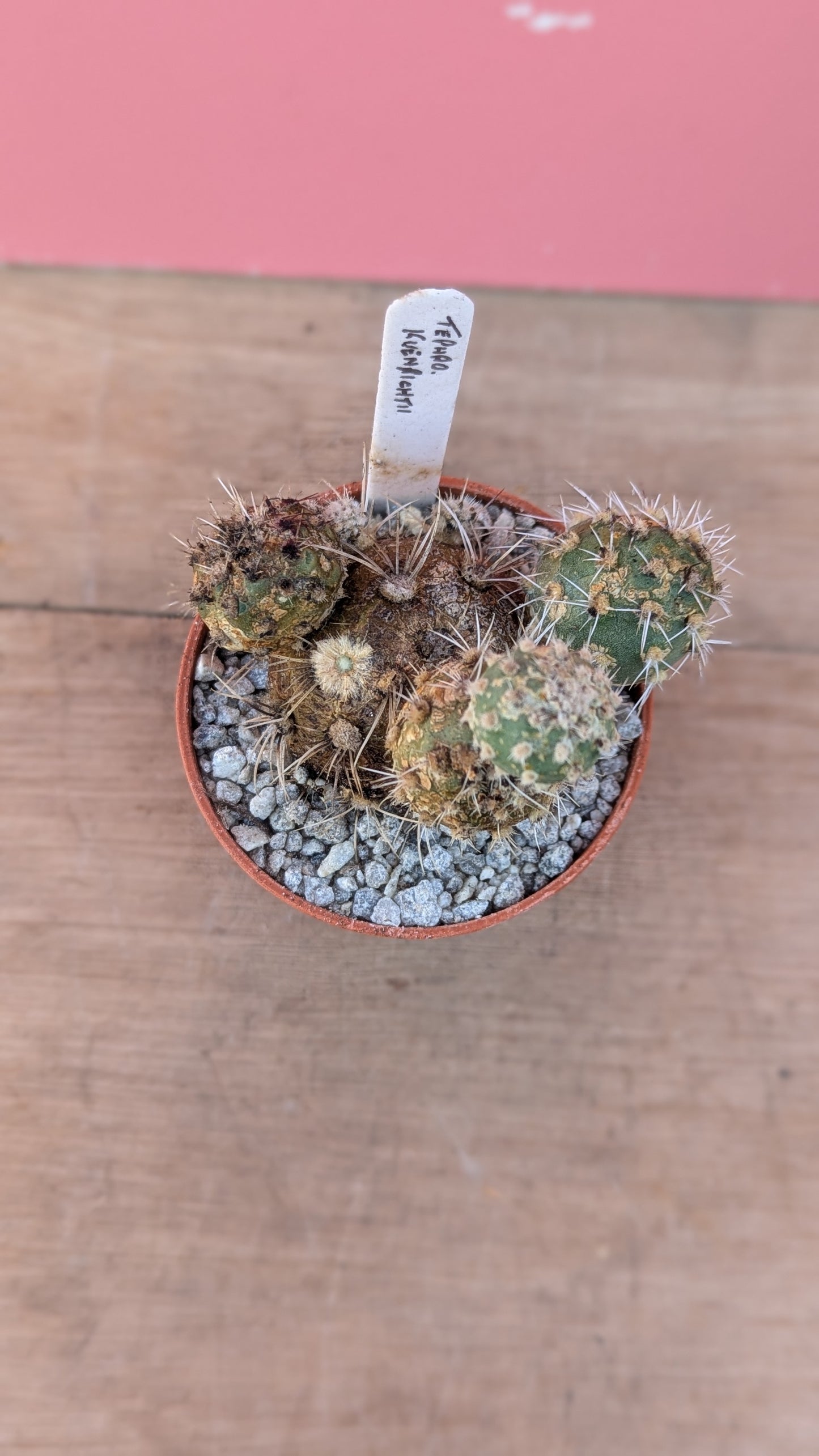 Tephrocactus kuenrichtii