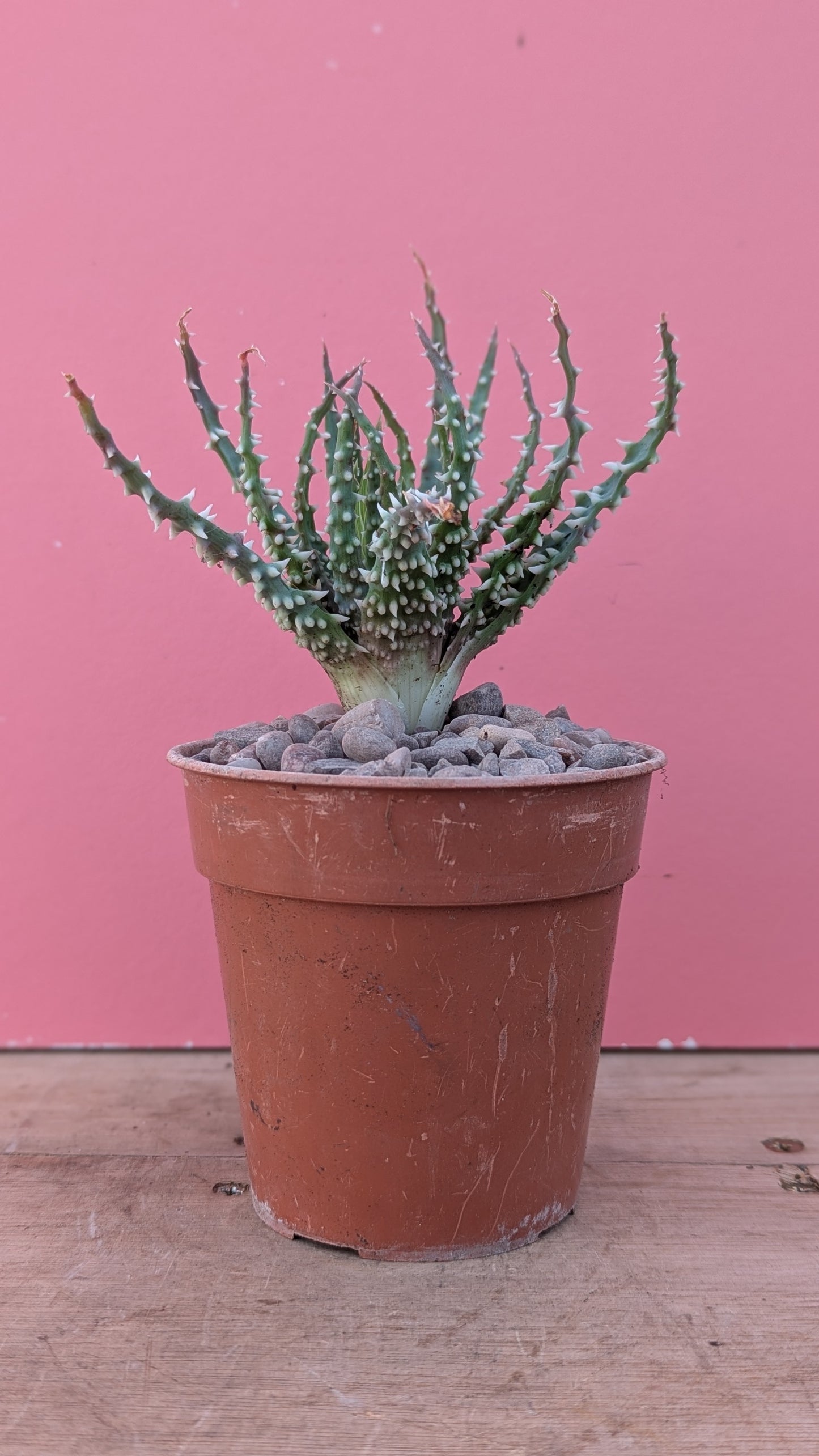 Aloe humilis 'Hedgehog Aloe'