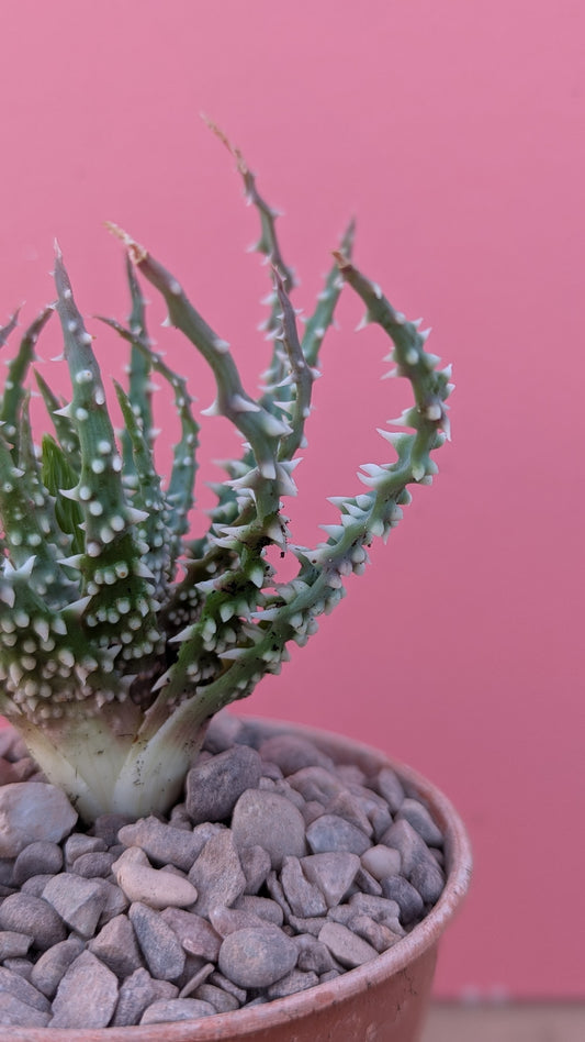 Aloe humilis 'Hedgehog Aloe'