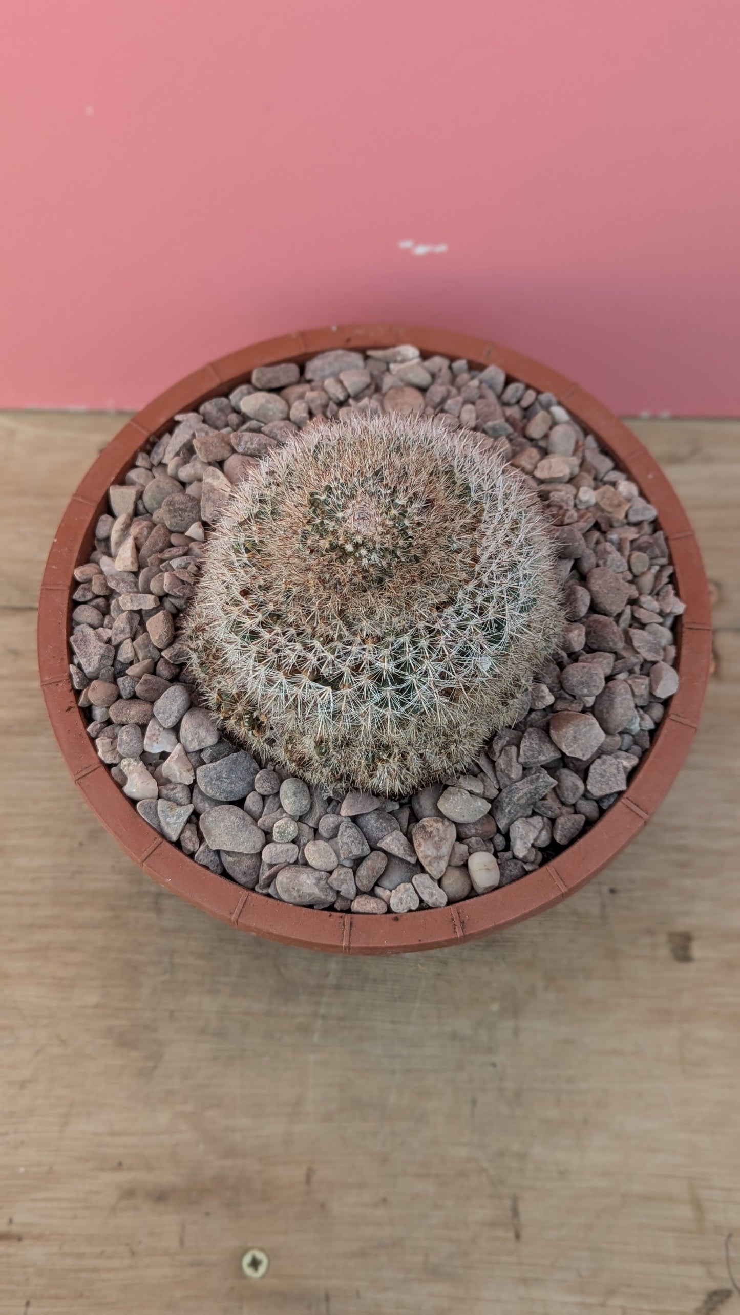 Mammilaria species