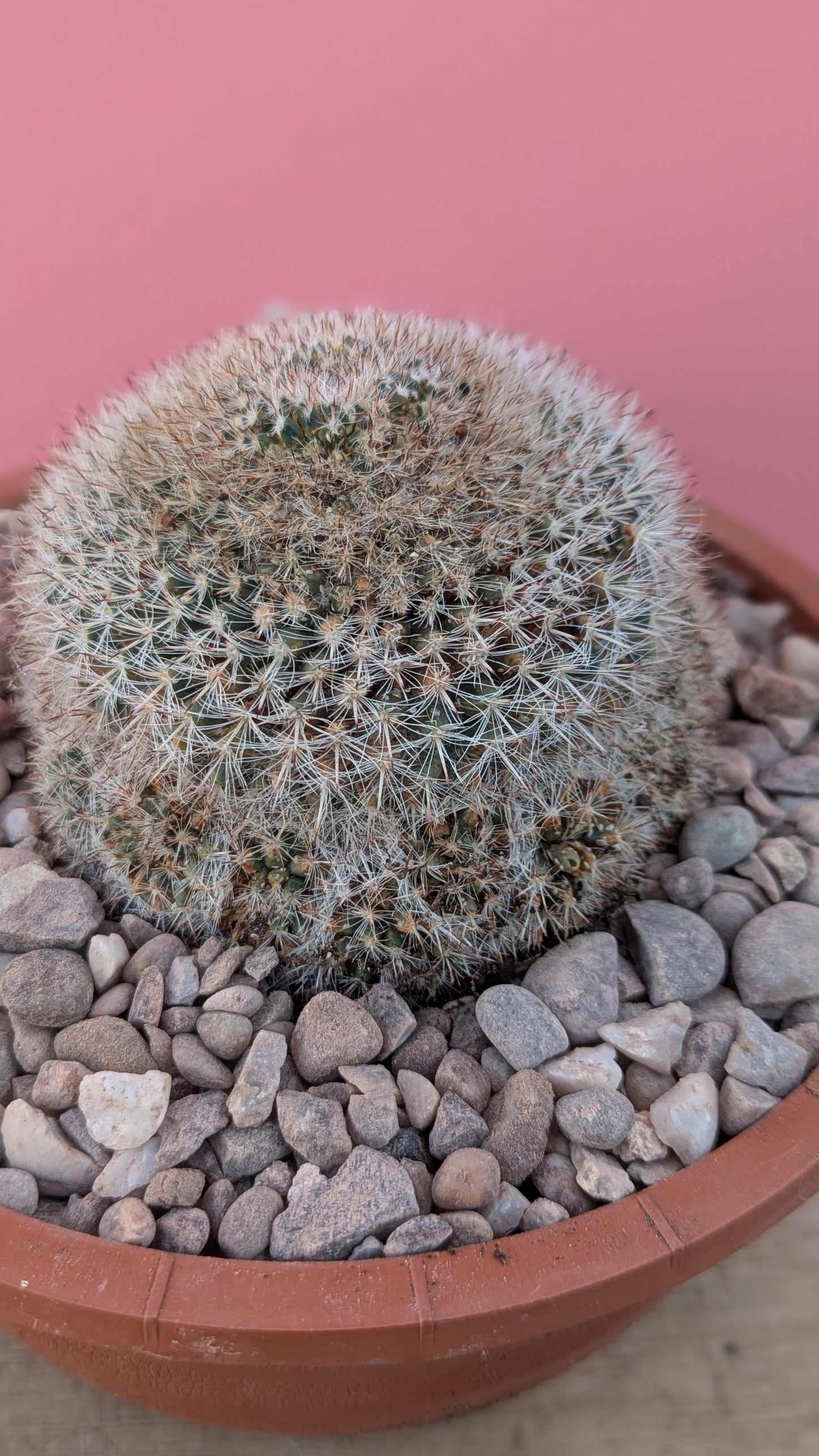 Mammilaria species