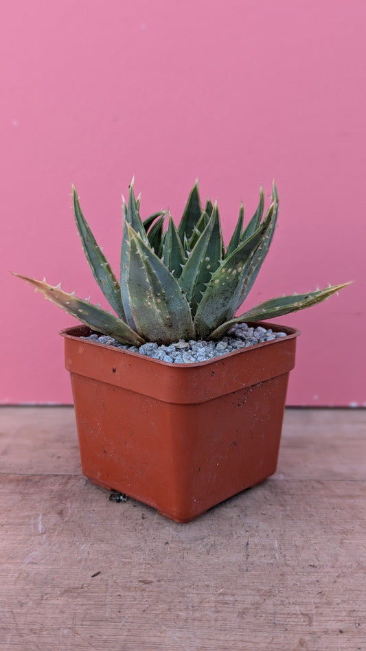 Aloe polyphylla pup