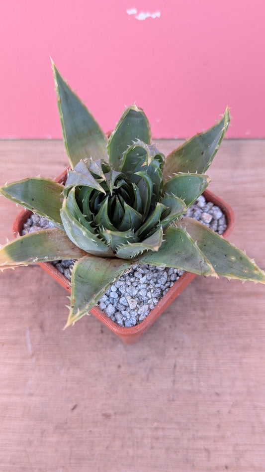 Aloe polyphylla pup