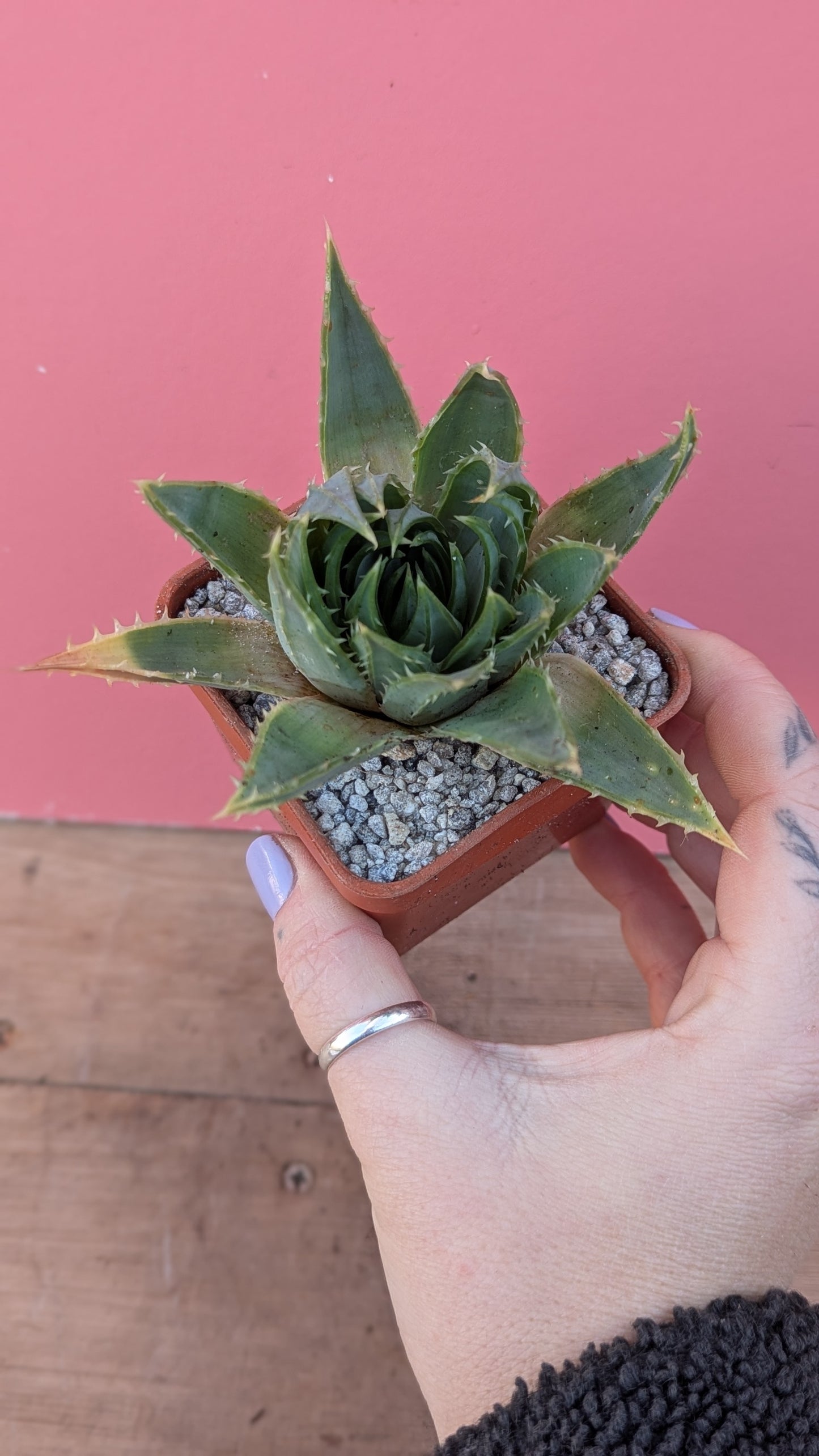 Aloe polyphylla pup