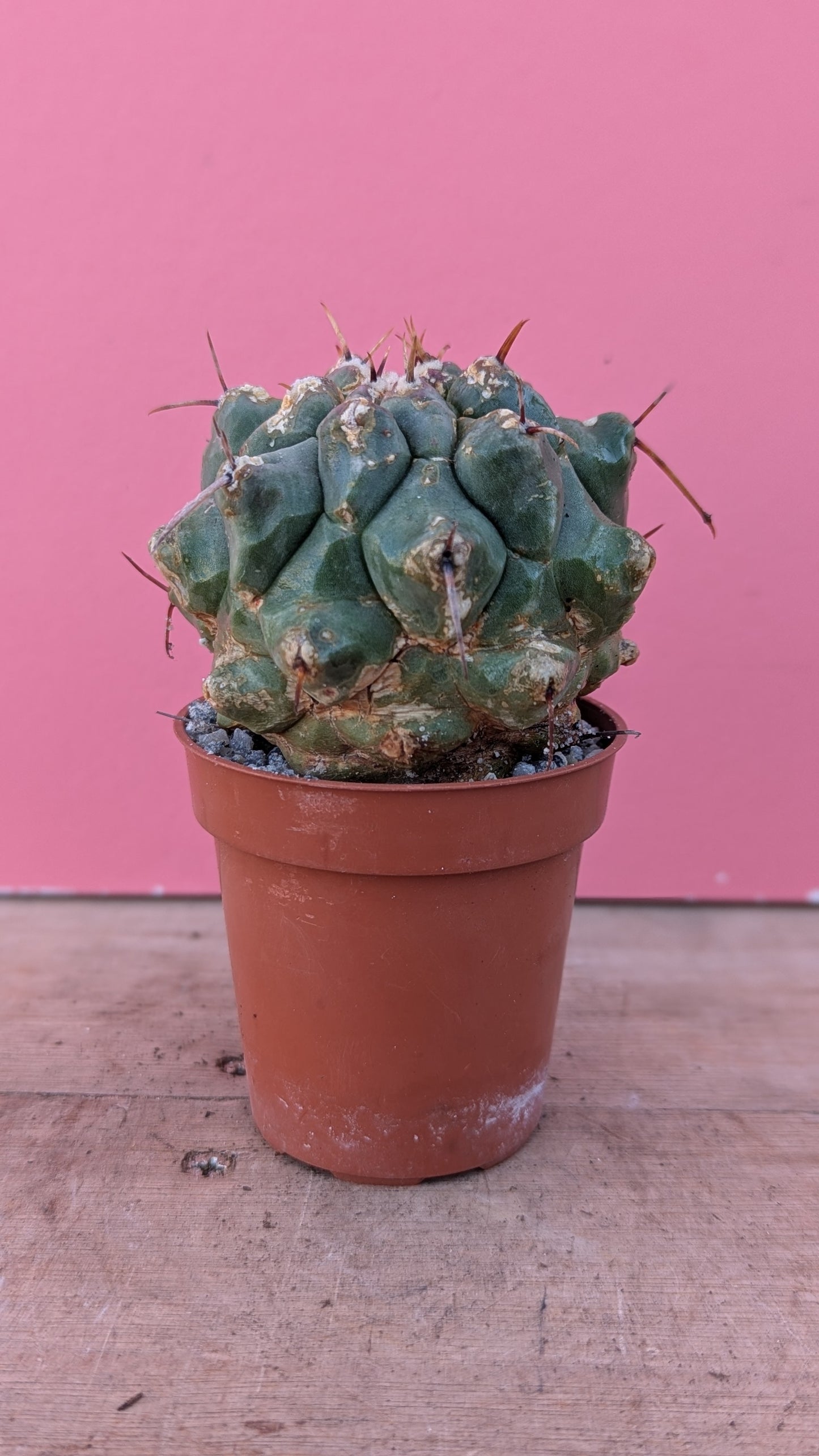 Thelocactus species