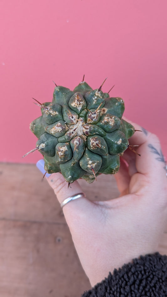 Thelocactus species