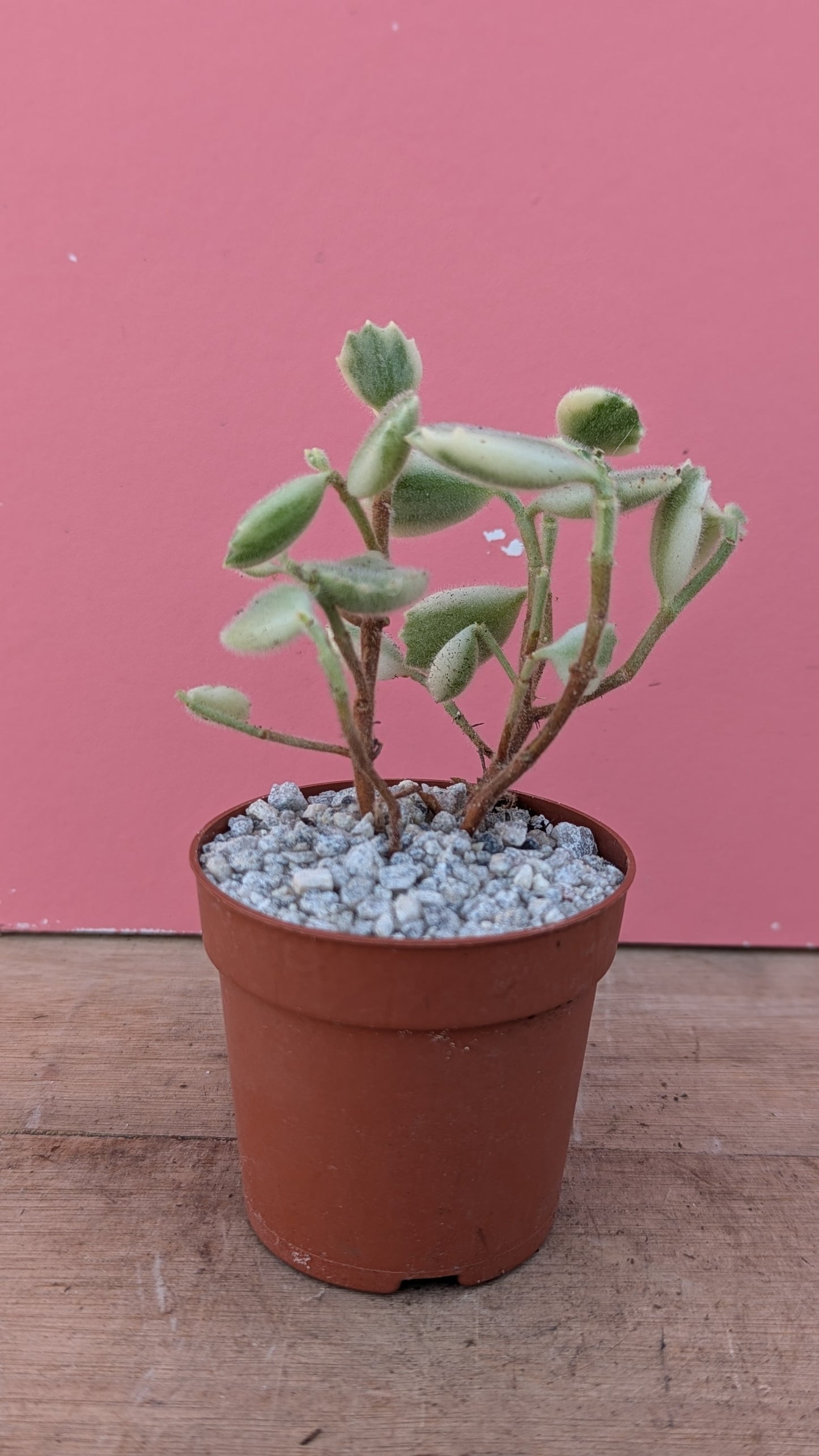 Cotyledon ladismithensis variegata 'Bears Paw'